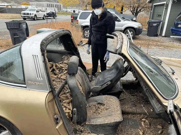 Bên trong chiếc Porsche 911 Targa chất đầy quả thông.