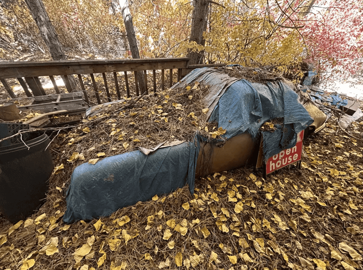 Chiếc Porsche 911 Targa bị bỏ rơi suốt 31 năm, nằm yên dưới lớp lá thông.